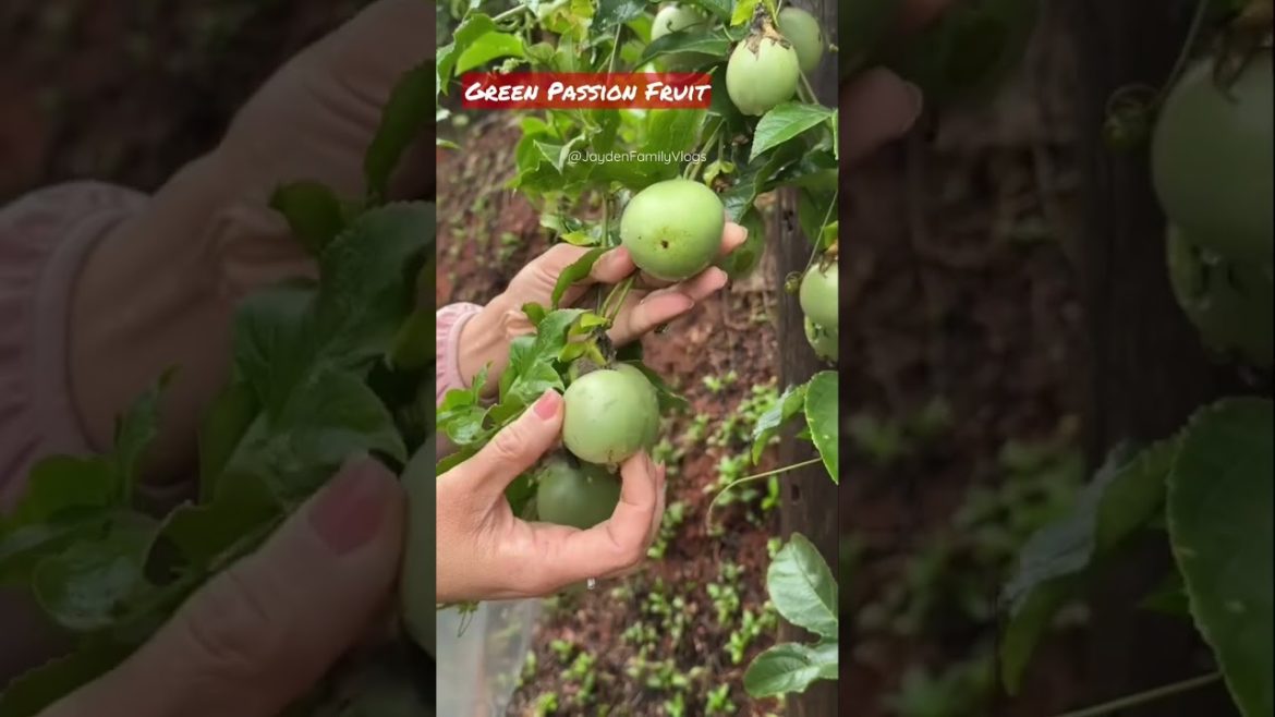 Fruit Cutting GREEN PASSION FRUIT😱😍 #shorts #fruit #fruitcutting #food #satisfying #garden #short