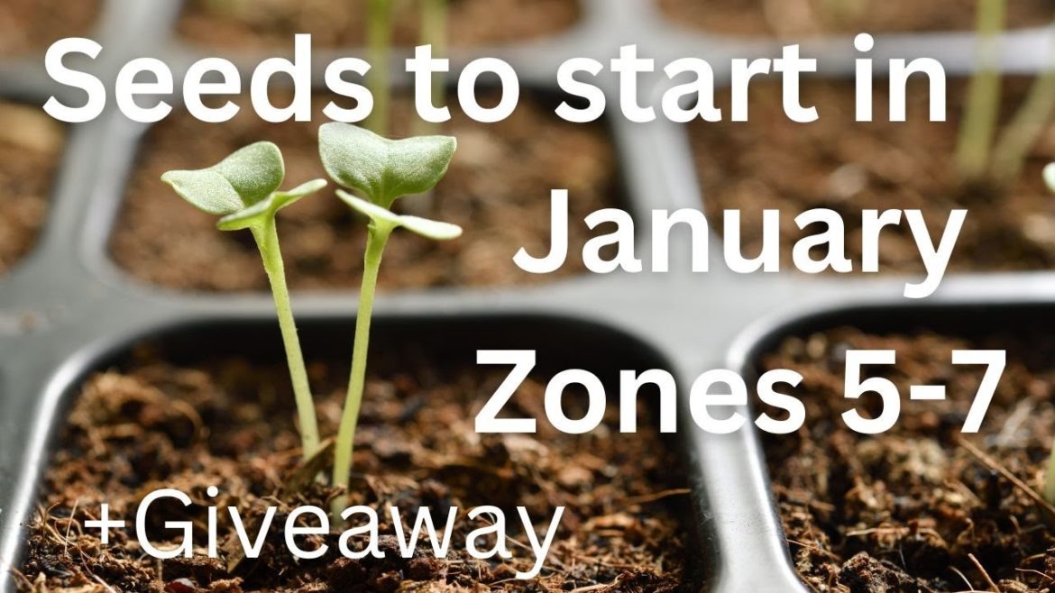 What seeds to start indoors in January Zones 5-7 | Seed Giveaway What seeds to start indoors in January Zones 5-7 | Seed Giveaway