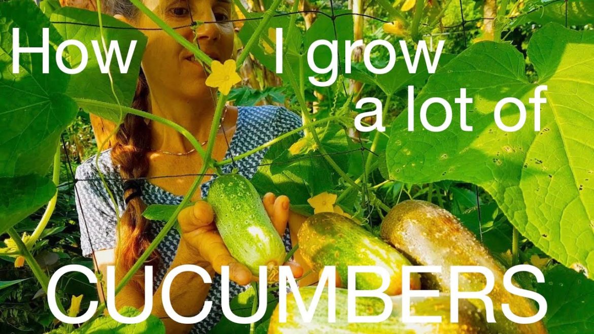 GOING HIGH WITH CUCUMBERS GOING HIGH WITH CUCUMBERS