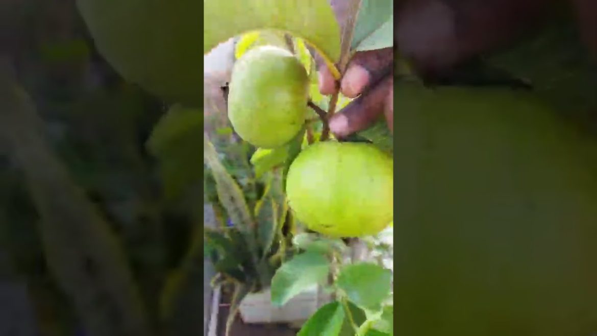 #gardening tips@Radheshyam Vrindavan#terrace garden tips# Radheshyam