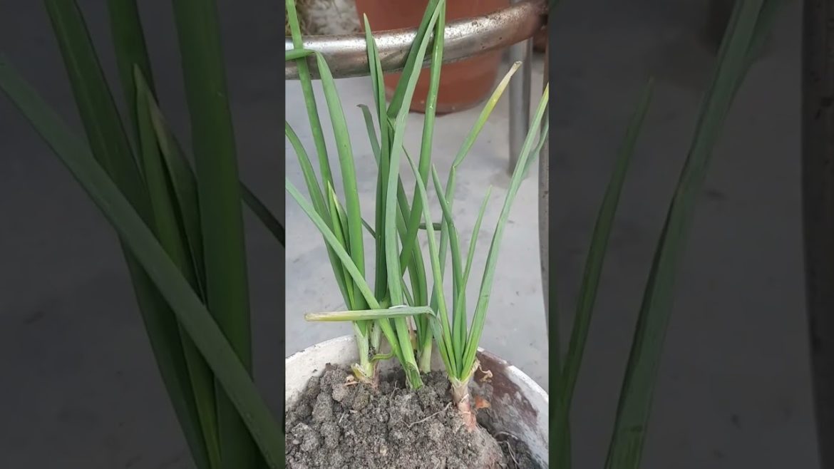 how to grow onion in pot || container gardening || #shorts