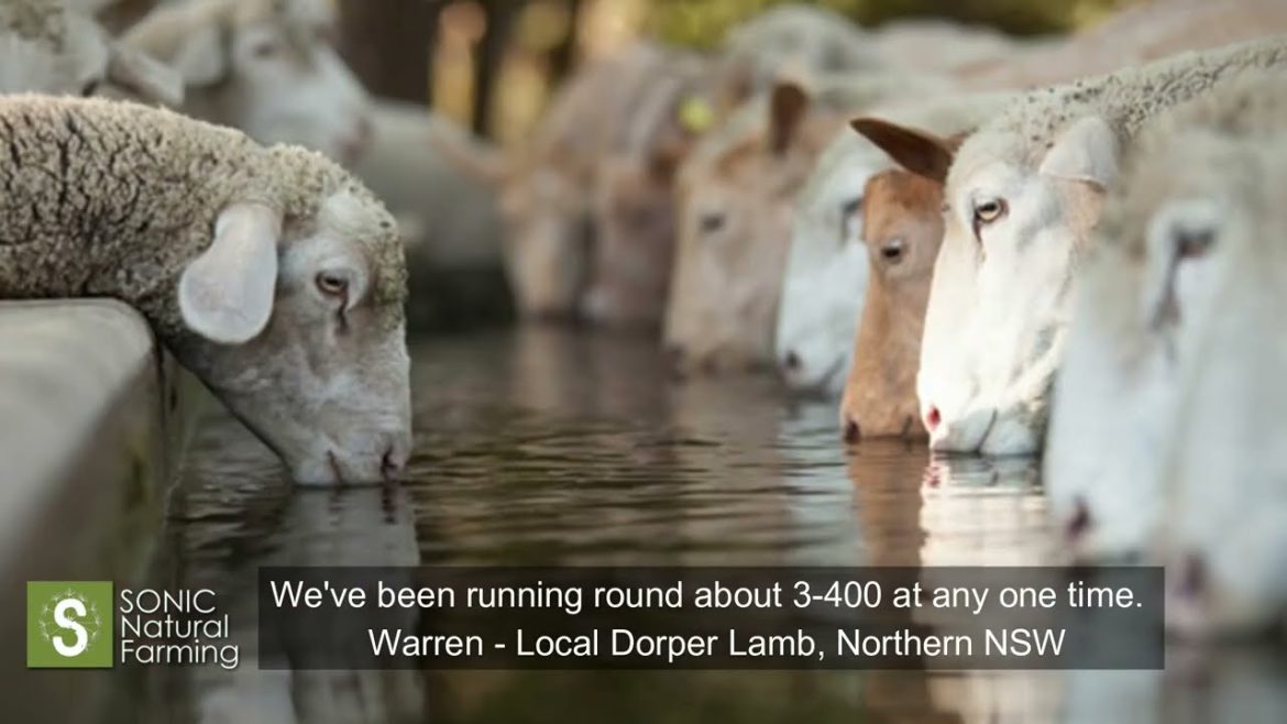 Organic Livestock Farming with Biological Nutrition