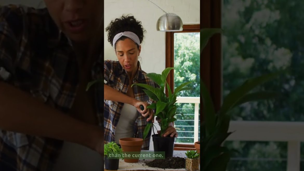 Amazing Tips How To Repot Starfish Snake Plant! (2023) Amazing Tips How To Repot Starfish Snake Plant! (2023)