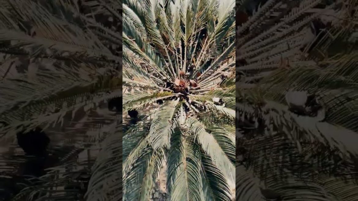 How to Gardening in Winter| #trending #ytshorts #shorts #shortsvideo #onedaytrip #vlog #gardening How to Gardening in Winter| #trending #ytshorts #shorts #shortsvideo #onedaytrip #vlog #gardening