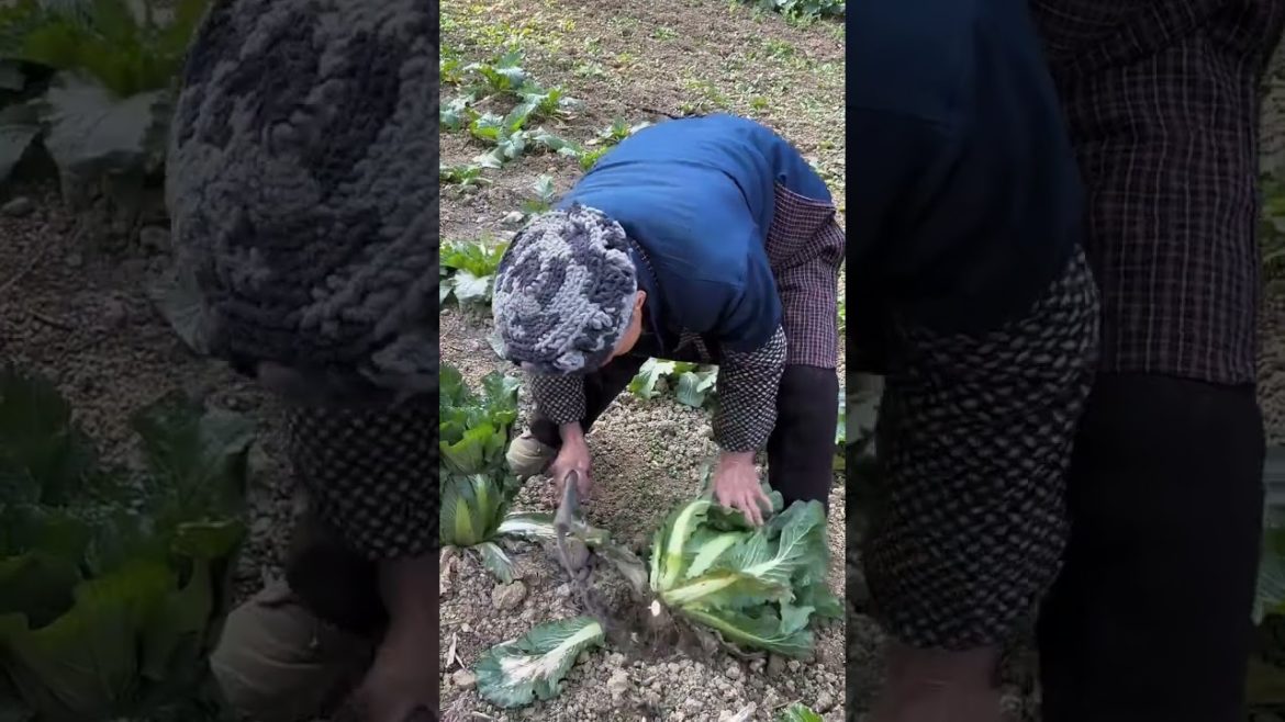 Beautiful Nature with Rural Life (P94) #shorts