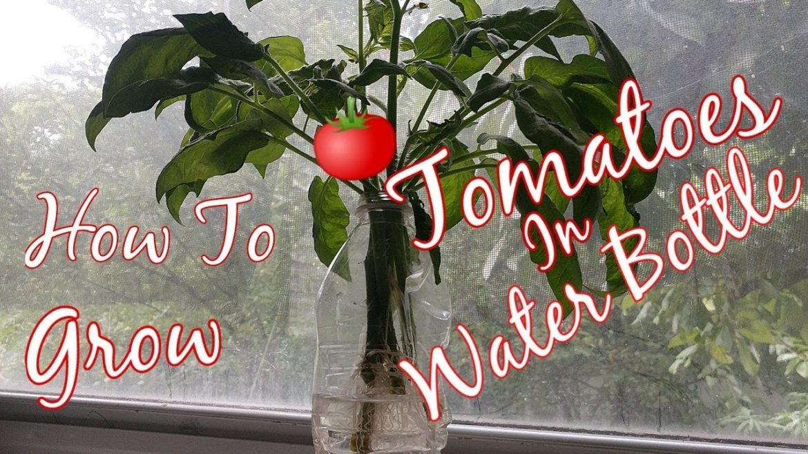 How To Grow Tomatoes In Water Bottle The Ghetto Gardener How To Grow Tomatoes In Water Bottle The Ghetto Gardener