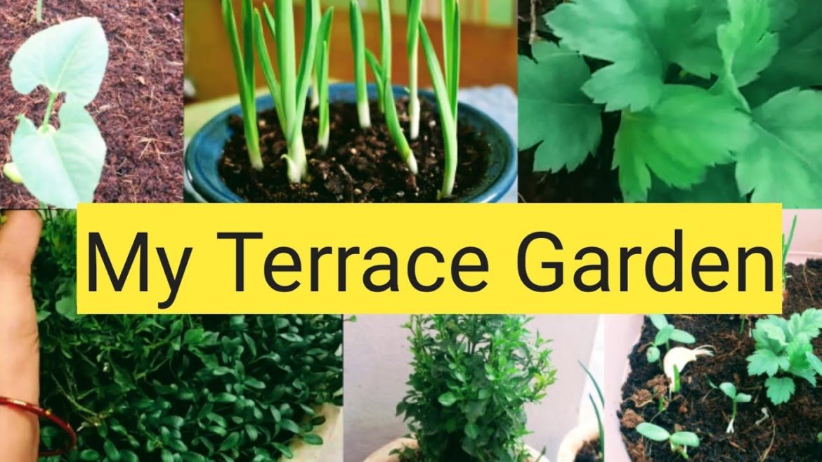 టెర్రస్ గార్డెన్,My Terrace Garden Tour, garden, gardening tips, green leaves,Food and Garden Lovers టెర్రస్ గార్డెన్,My Terrace Garden Tour, garden, gardening tips, green leaves,Food and Garden Lovers