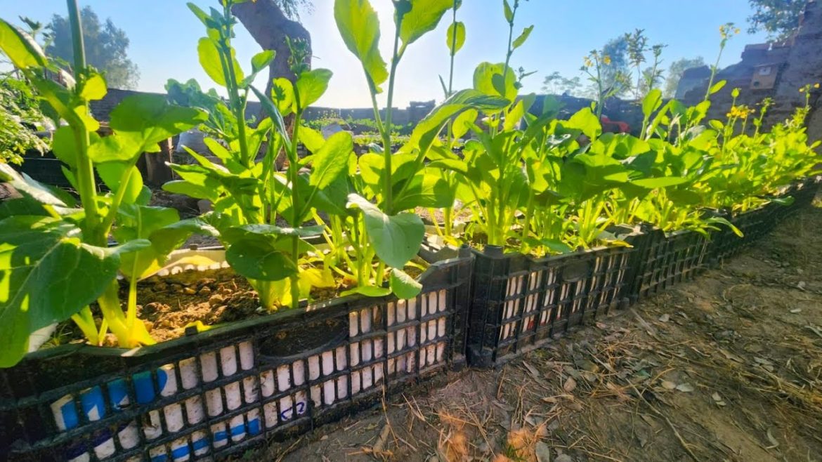 Grow Mustard Greens In Plastic Basket ||Vegetable Gardening Grow Mustard Greens In Plastic Basket ||Vegetable Gardening