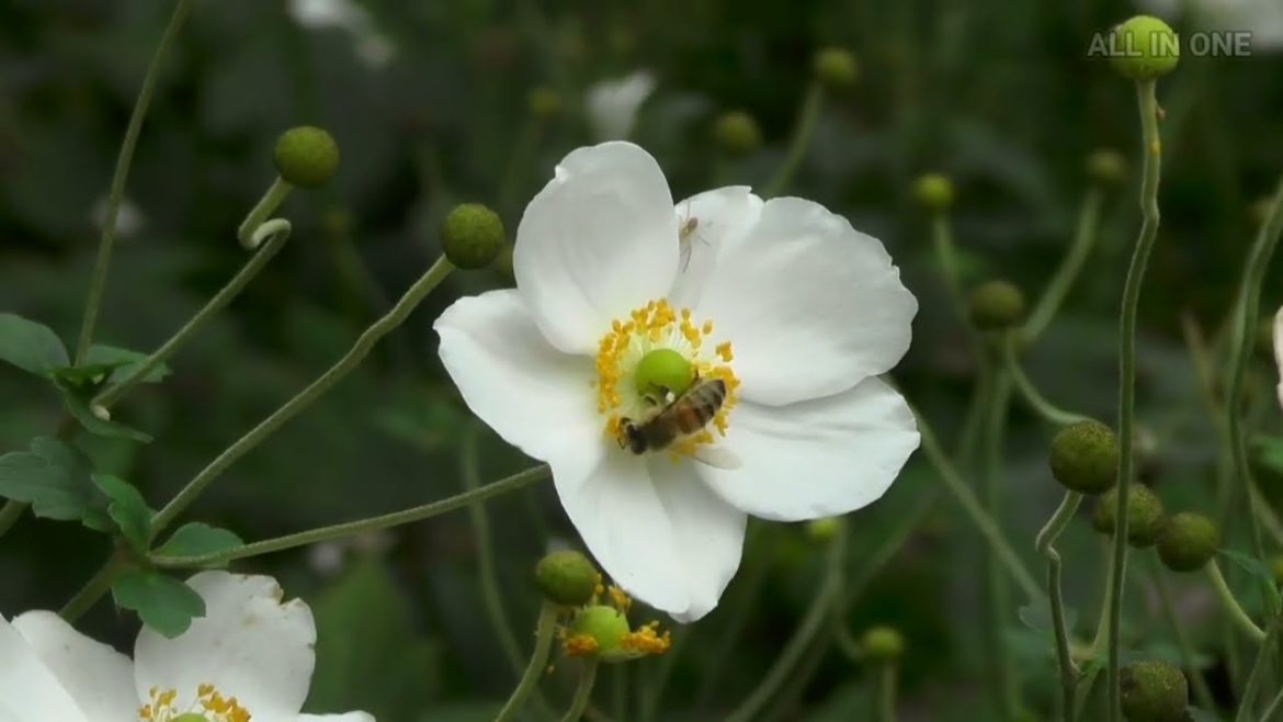 beautifull flower ||Beutiful events || garden ||  Relaxing music