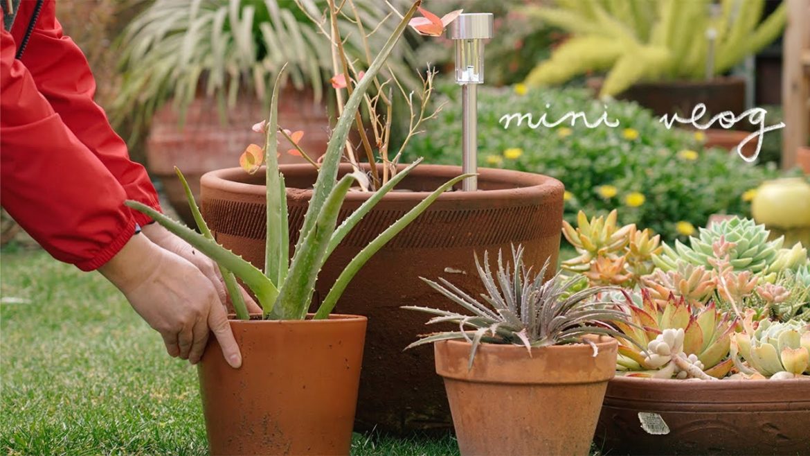 Rainy Day Vlog 🌱 | Making aloe hydrosol skincare | Gardening | Cozy coffee time with Japanese syphon