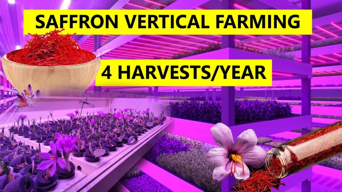 ISRAEL, Indoor farming revolution for saffron, THIS will disrupt world's saffron market.