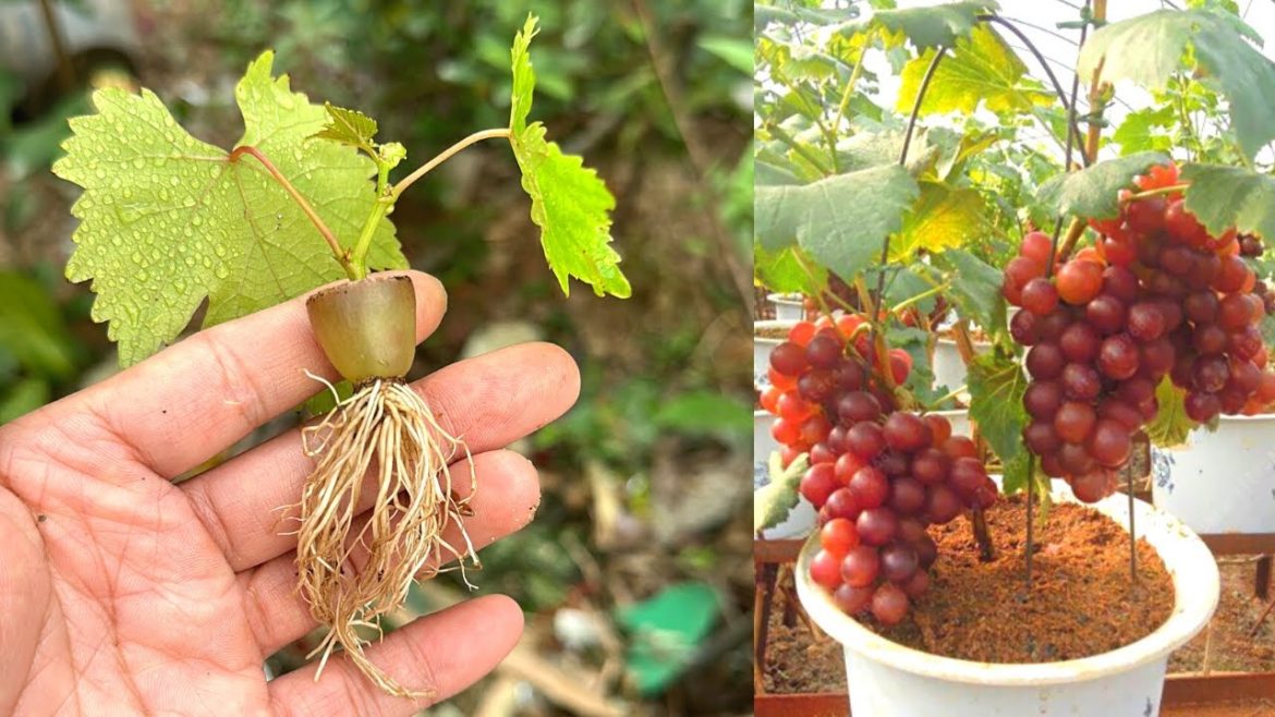 Growing Grapes in Containers: How to Do It Right | Cách Nhân Giống Nho Growing Grapes in Containers: How to Do It Right | Cách Nhân Giống Nho