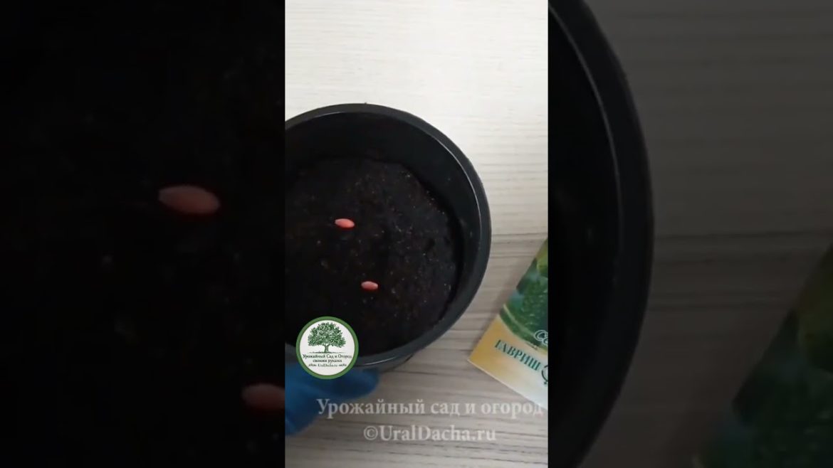 10 огурчиков👍в одном узле🥒 #обзор #дача #огород