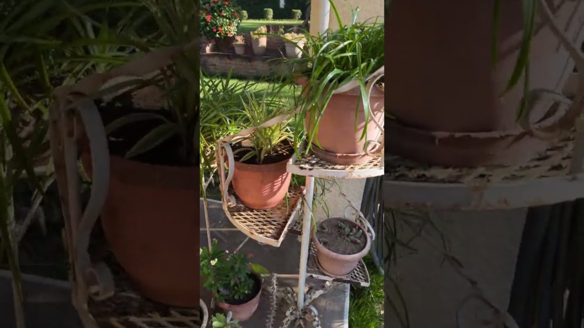 New House Front Garden Walk Through Part 1 | Sutiava Leon Nicaragua Living Home