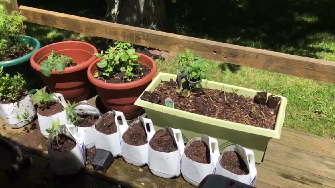 How to make recycled Milk Jug Gardening container