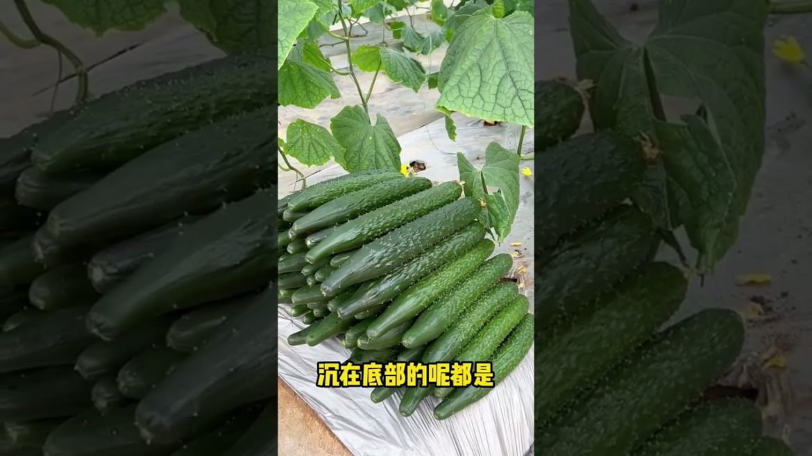 how to growing vegetable #natural #satisfying how to growing vegetable #natural #satisfying