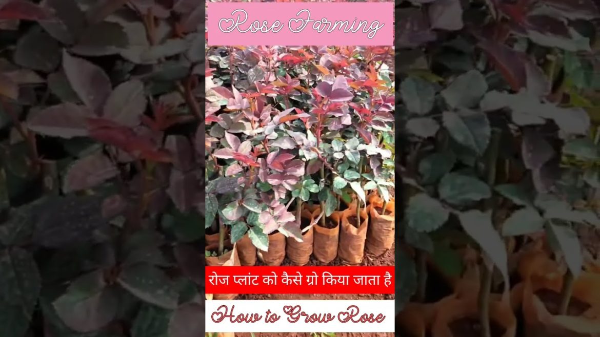 How to grow Rose plant #farming#roses#king #gardening#organic #organicfertilizer #roseplant #shorts