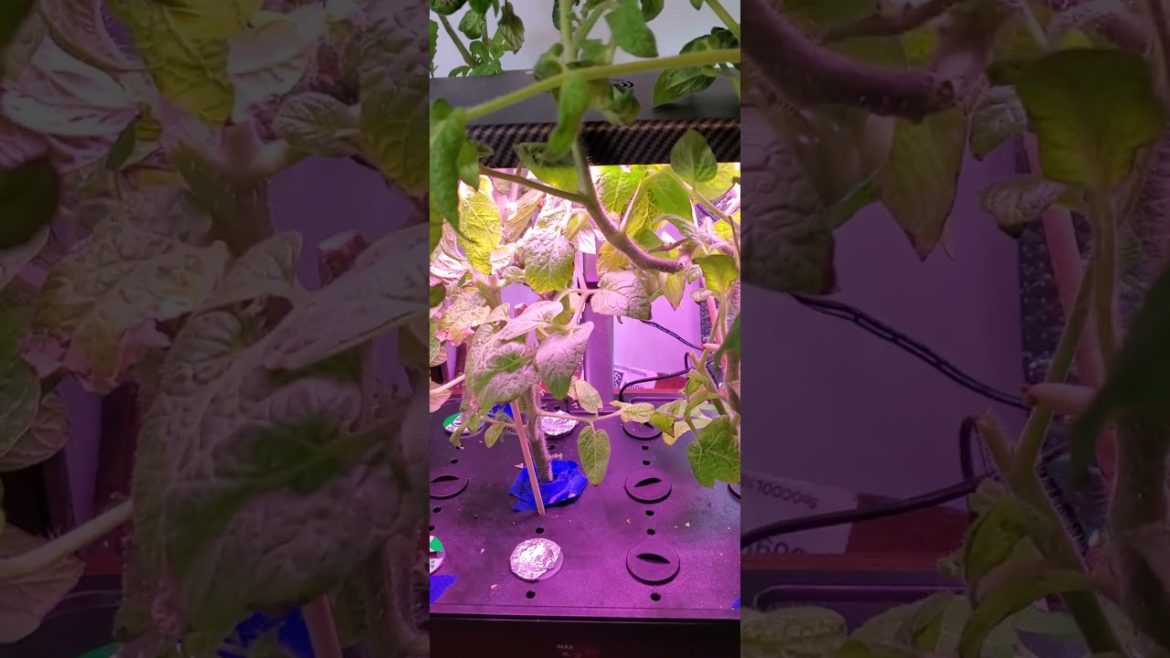 Indoor Garden Update - #wig2022