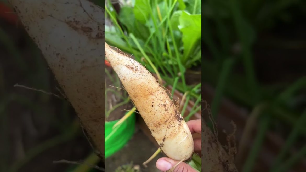 Grow Organic Radish #shorts #youtubeshorts #shortvideo #viral #gardening