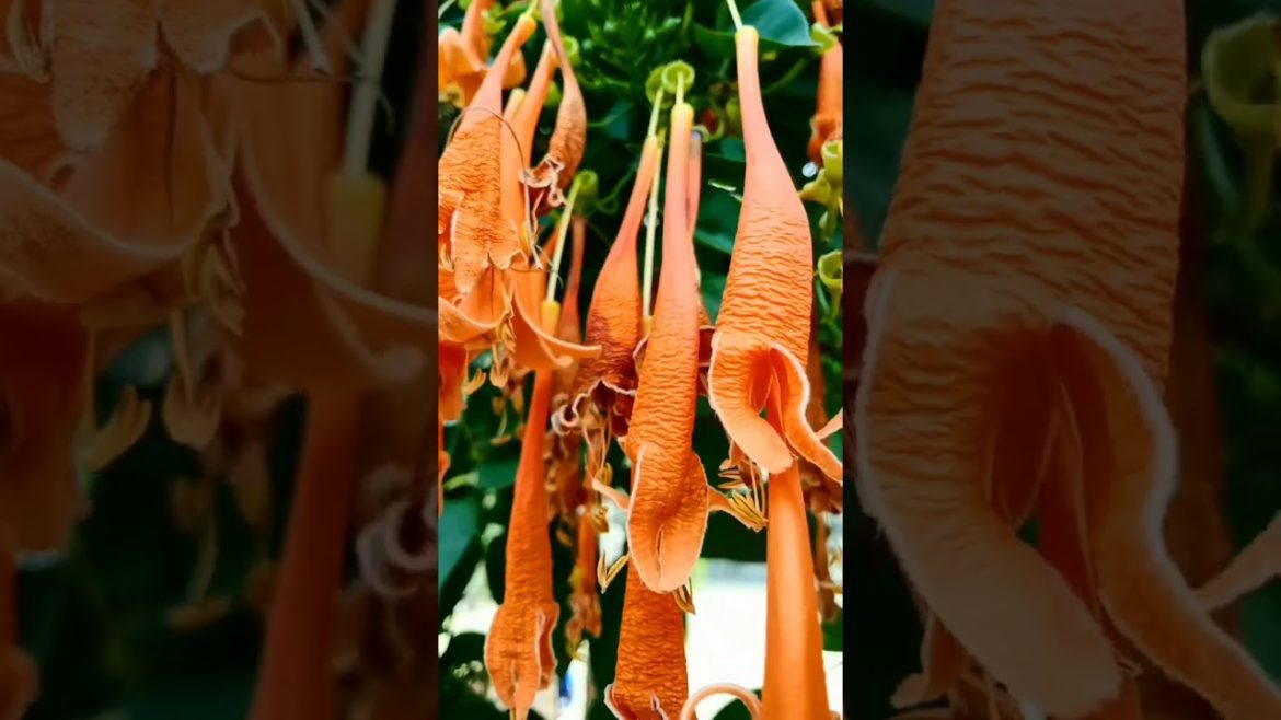orange flames flower of my garden #shorts orange flames flower of my garden #shorts