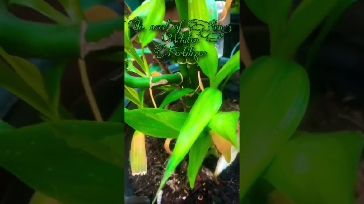 Lucky Bamboo Care Tips #shorts #gardening #plants #trending