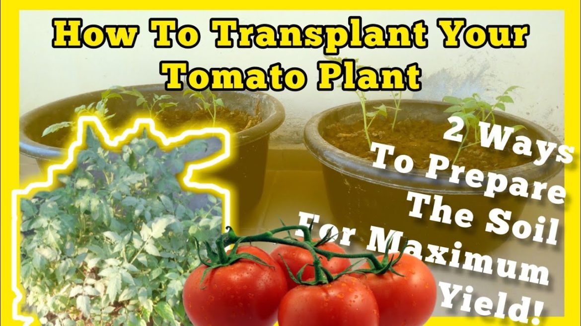 Transplant Tomatoes: Soil Preparation | Grow Amazing Crops #containergardening #diy