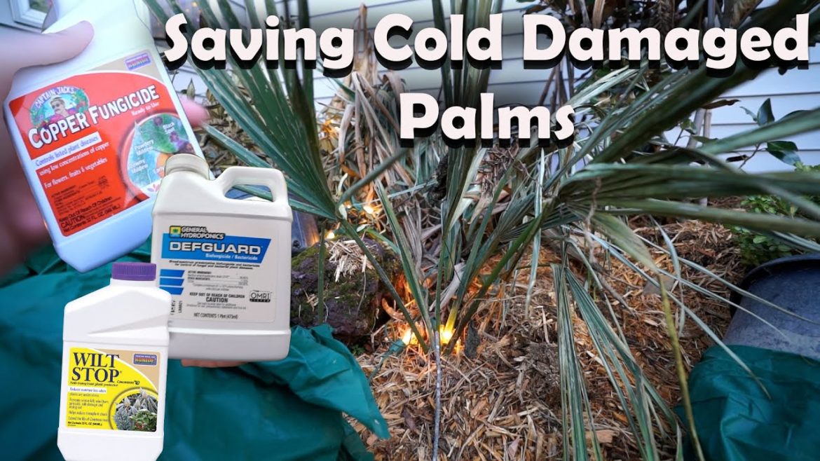 Treating Cold Damaged Palm Trees