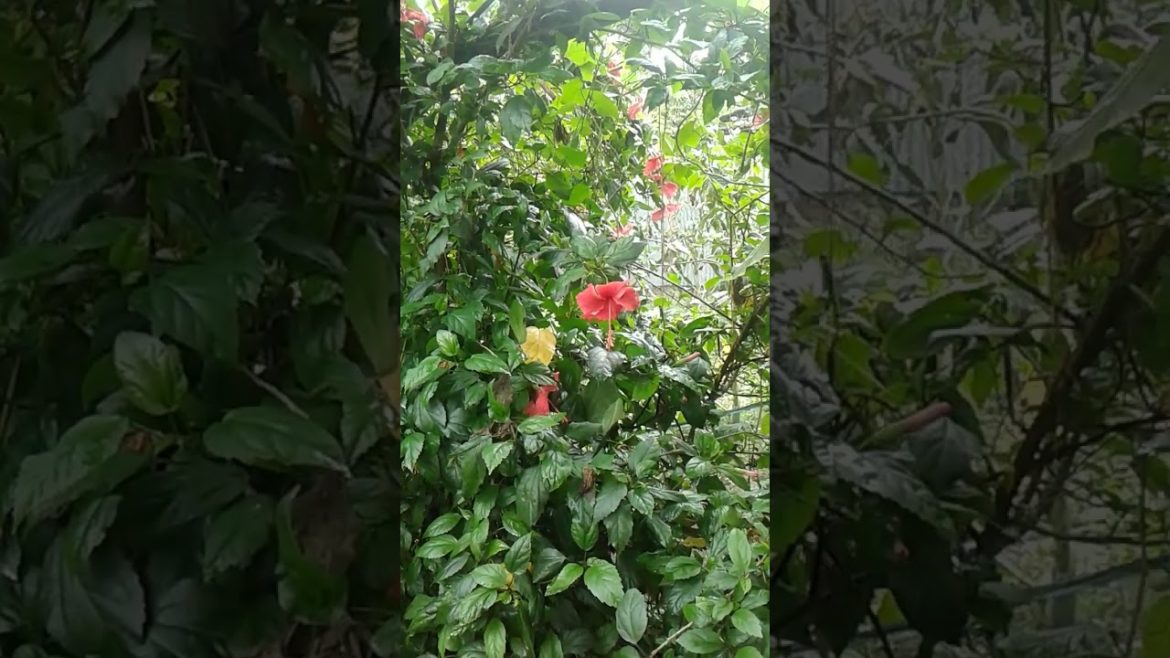 China rose scientific name #shorts #youtubeshorts China rose scientific name #shorts #youtubeshorts