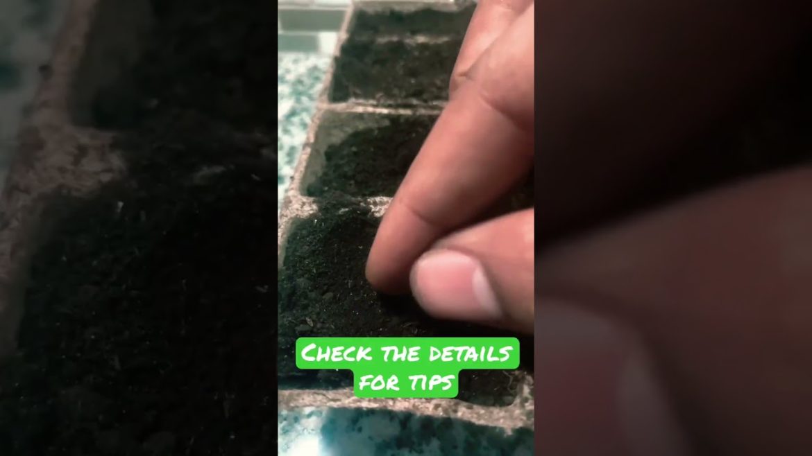 How to get 🌻 Seedlings in 5 Days #shorts #gardening #trending