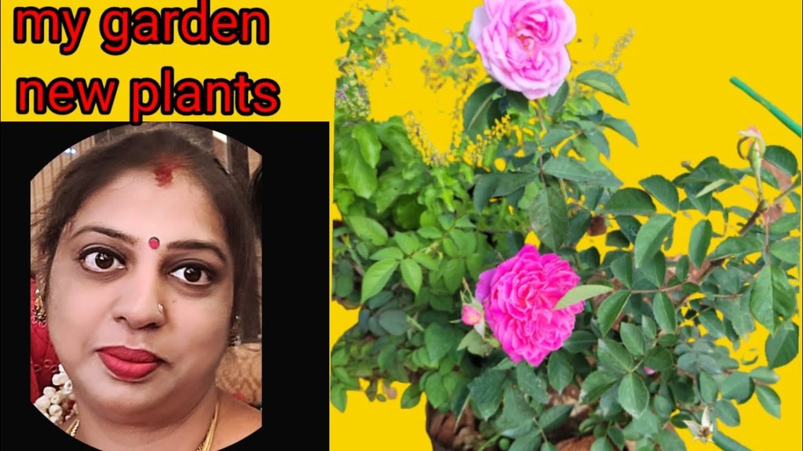 rose plants/new gardener/small garden/garden tips/flower home garden/garden make over/plants care