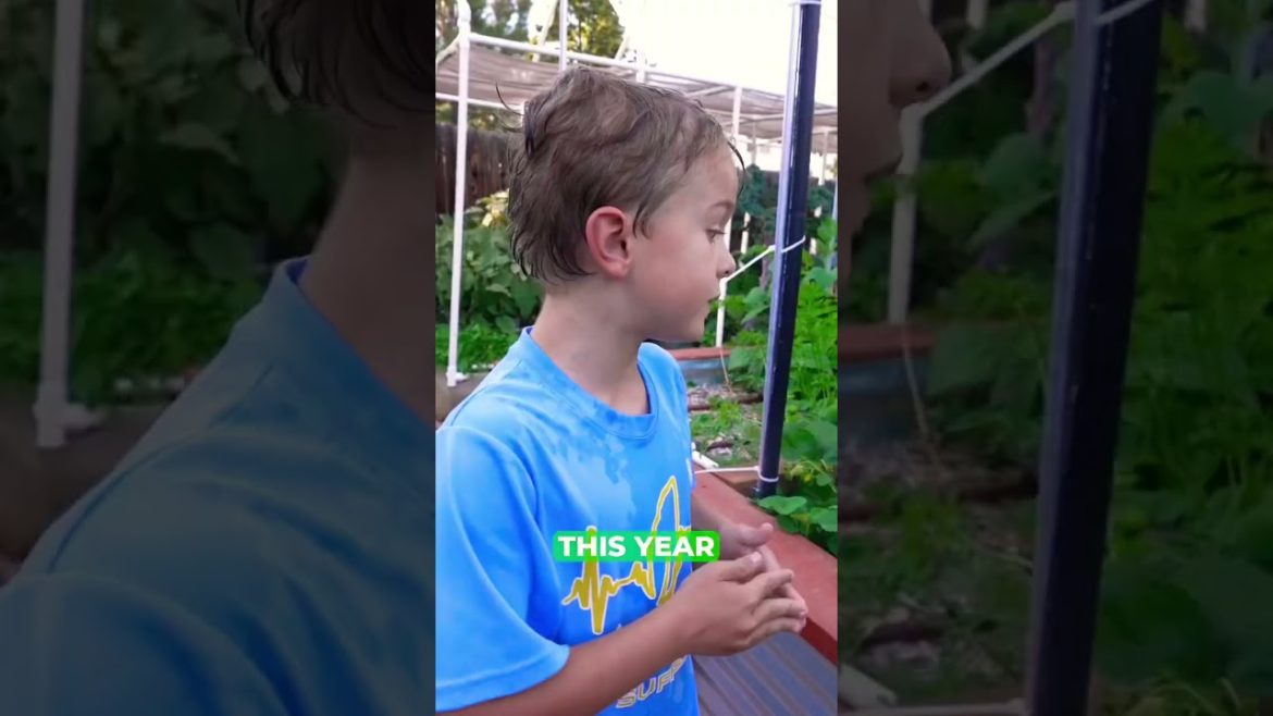 This 7yr old kid grew these strawberries by himself 🤯  #strawberriesbareroot #pruningstrawberries