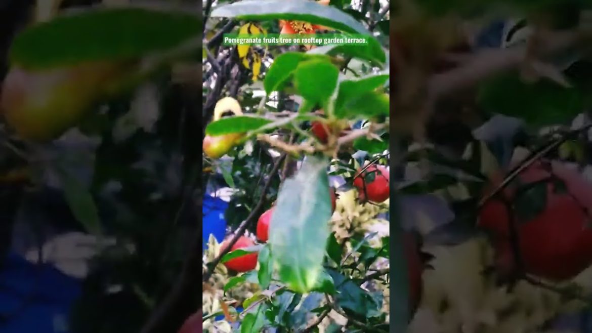 Pomegranate fruits tree on rooftop garden terrace.#viralvideo #viral#gardening #shortsvideo #shorts
