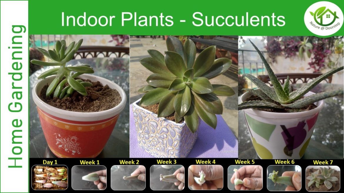 Succulent- Indoor Plants| House Plants| Propagation & Care |Garden Tips| Gift Idea |Interiors design