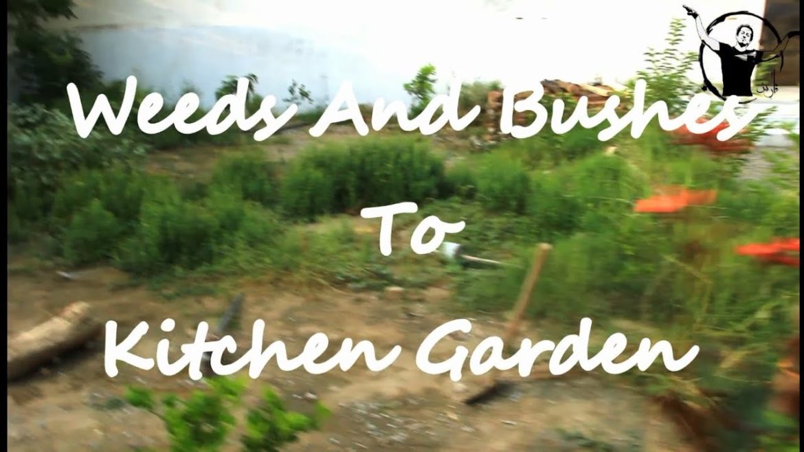 Setting up Kitchen Garden | Organic Vegetables | Garlic | Spinach | Carrot | Turnips | Beetroot