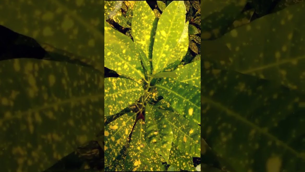 Japanese laurel Plant