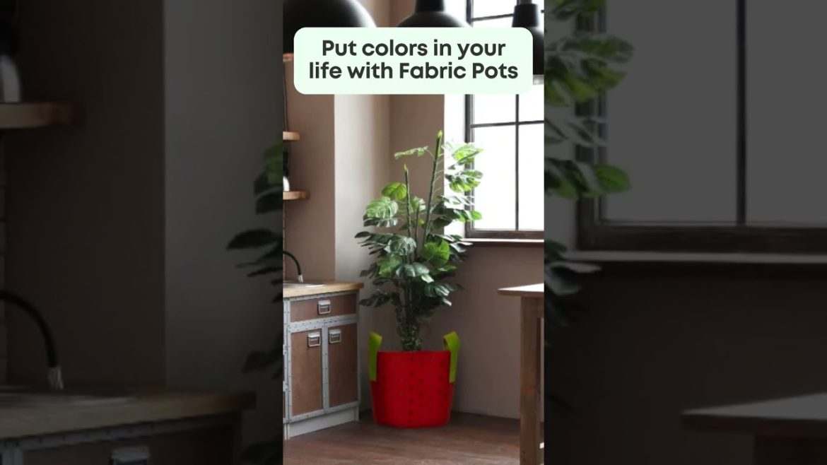 Gardening for beginners | Modern gardening ideas #shorts Gardening for beginners | Modern gardening ideas #shorts