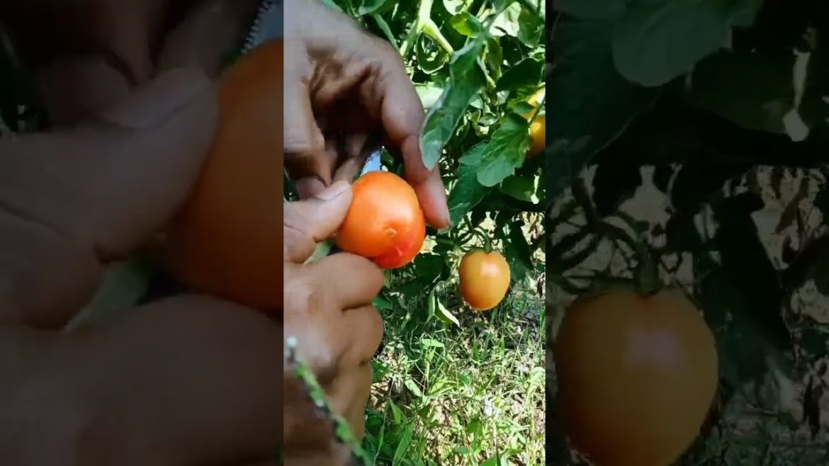 Cutting tomato from my kitchen garden #shorts