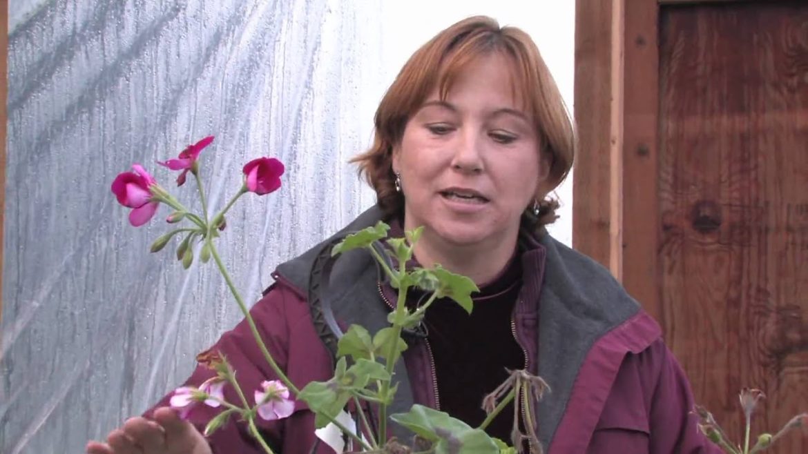 Gardening Tips : How to Grow Annual Geranium (Pelargonium)