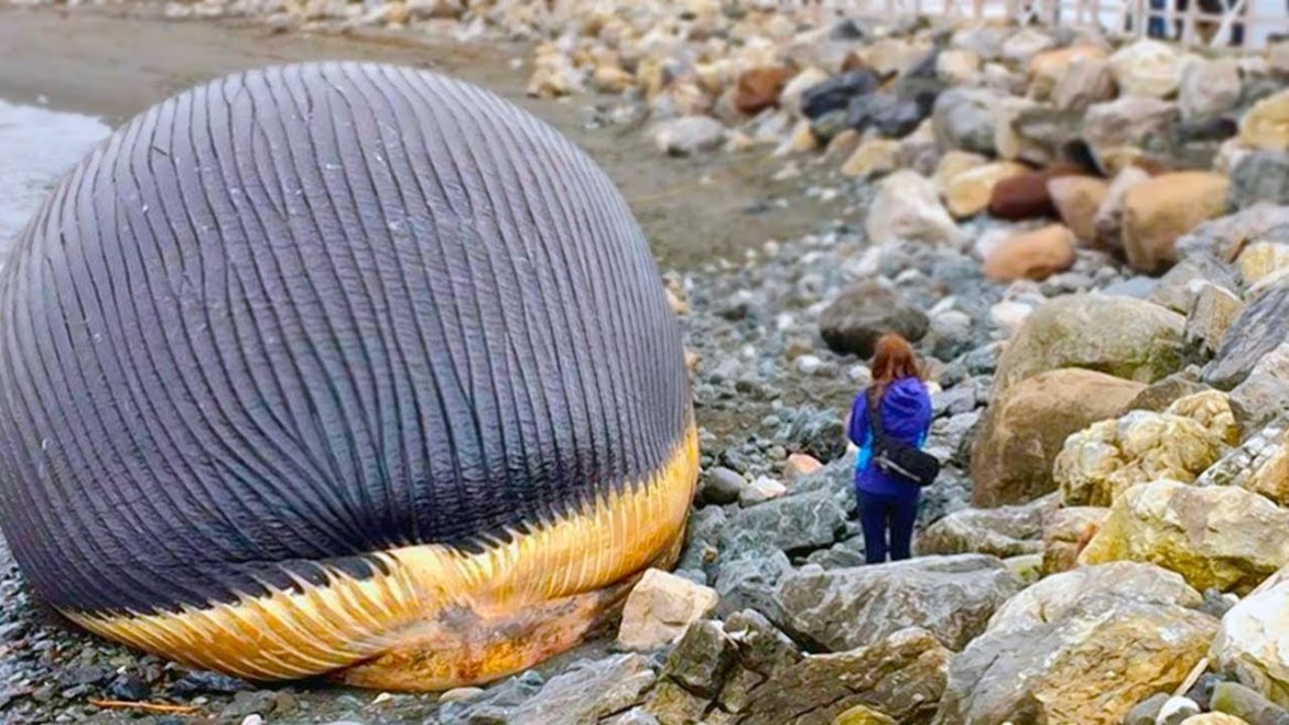 This Is Why Touching a Dead Whale Is So Dangerous