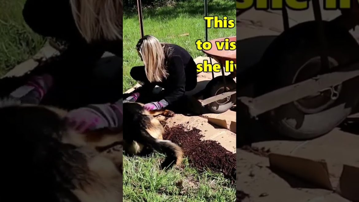 Trying to garden with a dog around. #fail  #short #dog #funny