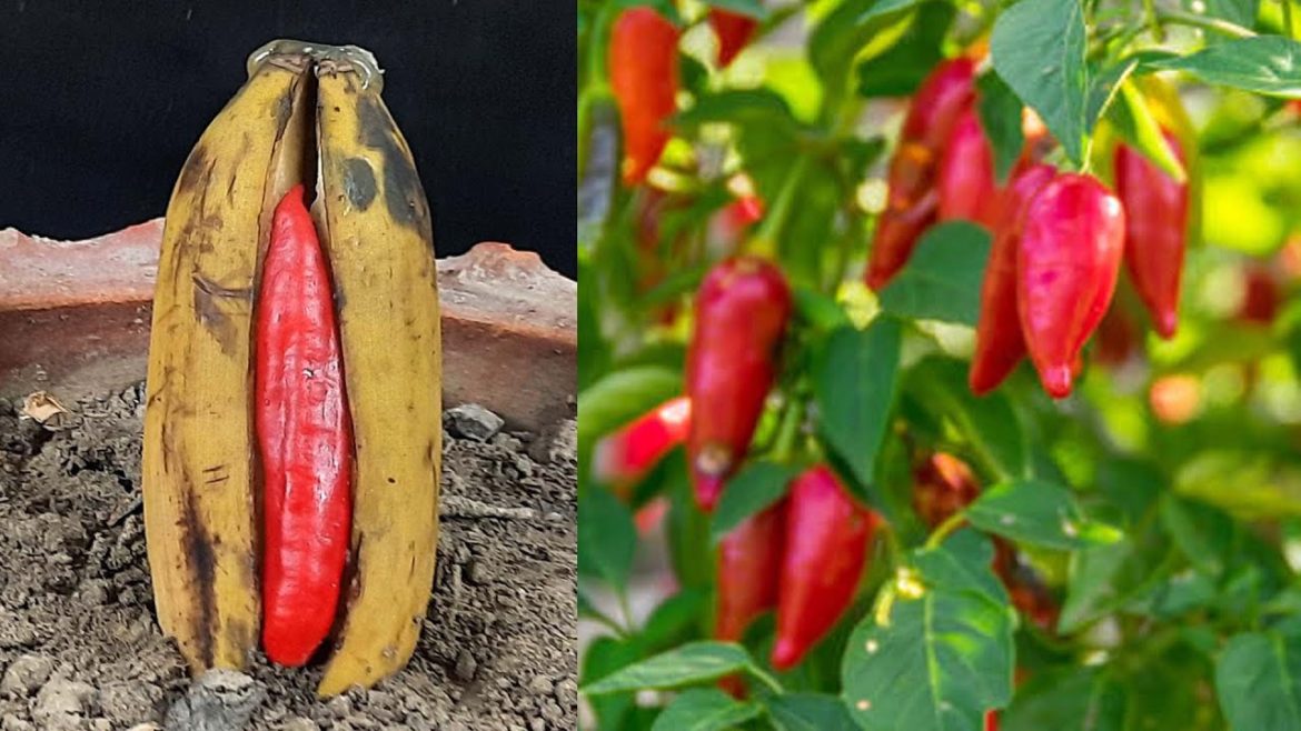 New gardening method | How to propagate chili peppers in bananas