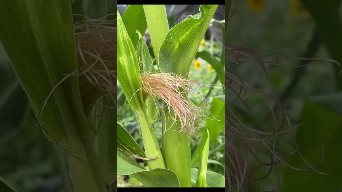 Follow these tips or have corn FAILURE