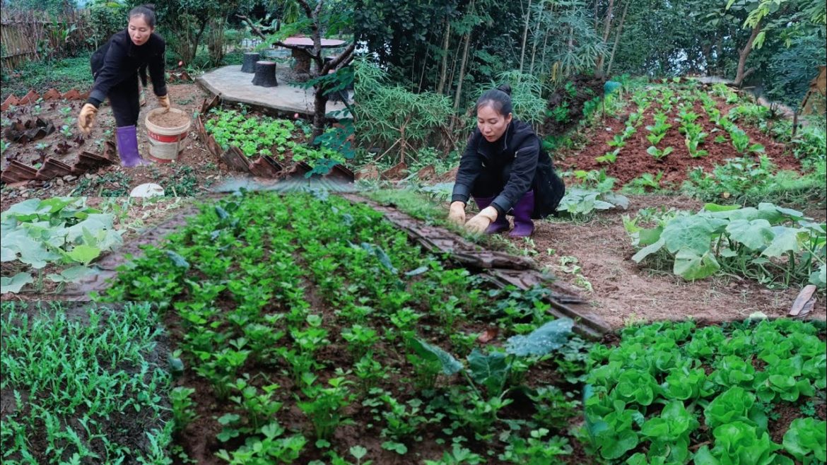 Gardening, growing vegetables and fertilizing vegetables Gardening, growing vegetables and fertilizing vegetables