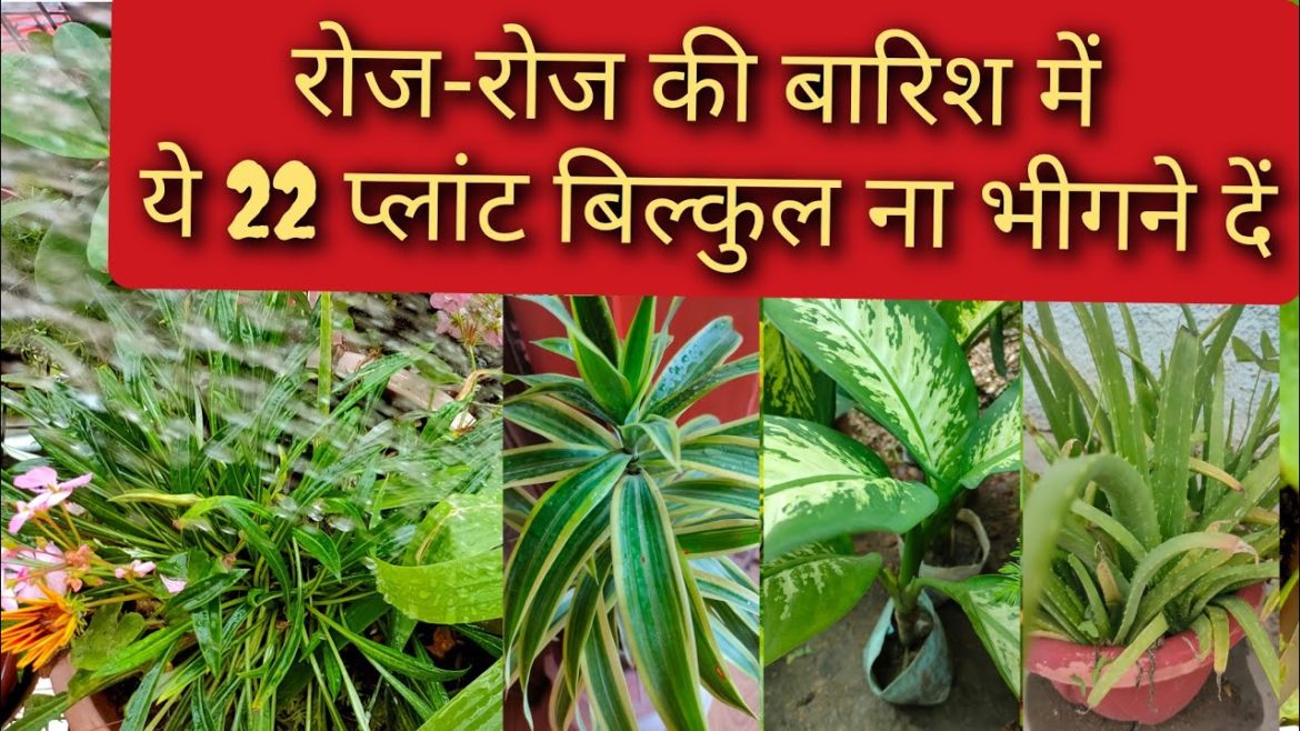 22 पौधों को बारिश में भीगने से बचाएं Permanent Plants / Gardening Tips /Plant Care/Priya Gardenhub 22 पौधों को बारिश में भीगने से बचाएं Permanent Plants / Gardening Tips /Plant Care/Priya Gardenhub