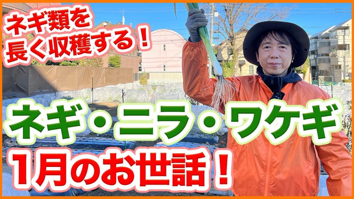 家庭菜園や農園栽培でニラ・ワケギ・ネギ栽培の1月お世話！ネギ類を長く収穫する重要作業を徹底解説！【農園ライフ】/Tips for growing green onions in January.