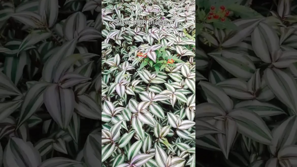 Bed of Silver Inch Plants. Beautiful invasive plants. 🌱🌿💚 #gardening #shorts  #plants