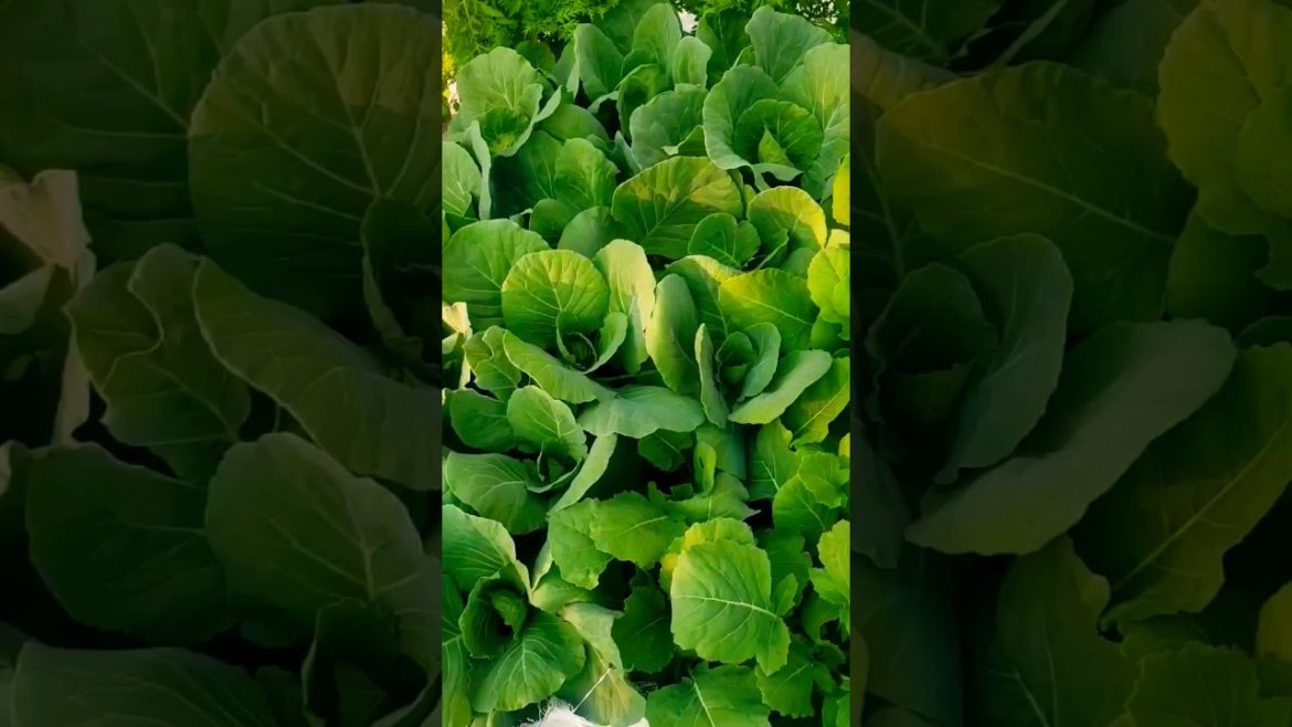 organic vegetable gardening ideas 😍❤
