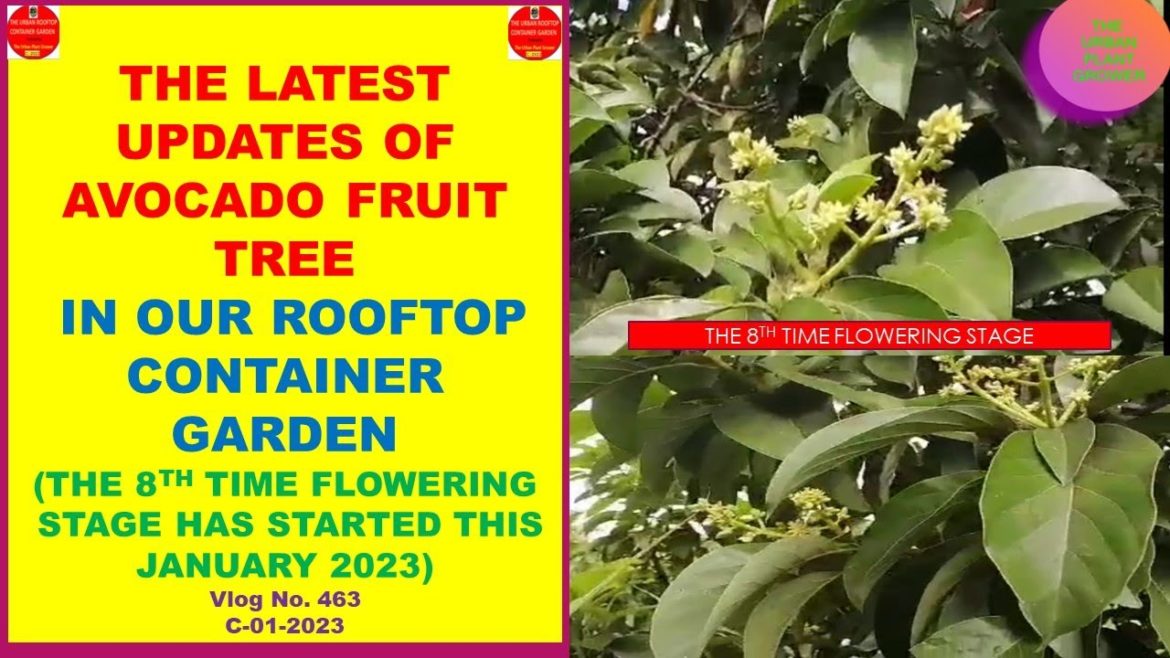 The Latest Updates of Avocado Fruit Tree In Our Rooftop Garden-Flowering Stage Started January 2023