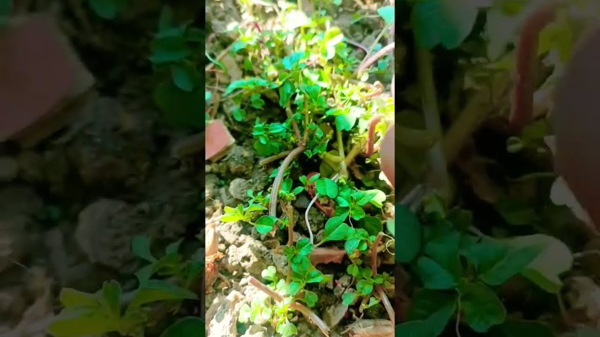 cutting vegetables with my organic kitchen garden #lifestyle #shorts #morning #viral