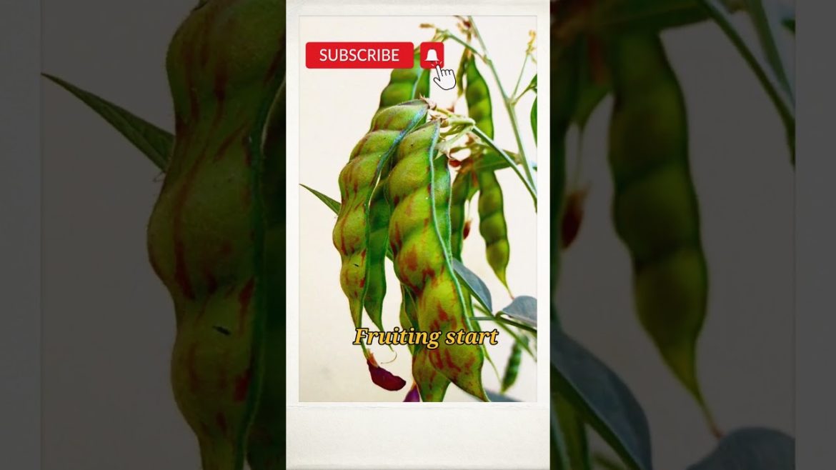 #shorts#gardening tips & home gardening#garden ideas care & grow legumes plants at kitchen garden #shorts#gardening tips & home gardening#garden ideas care & grow legumes plants at kitchen garden